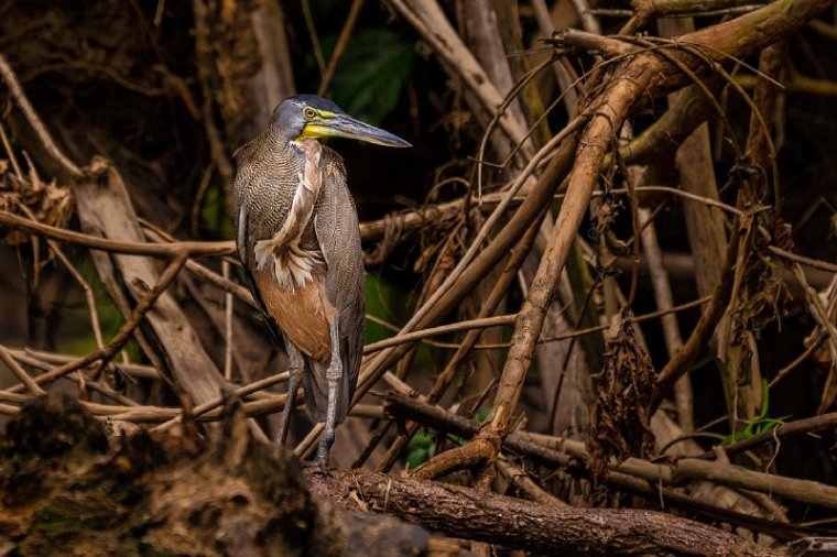 006 Tortuguero, tijgerroerdomp.jpg